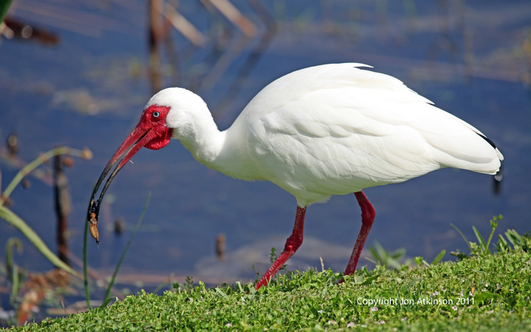 White Ibis, Orlando, Florida. White Ibis